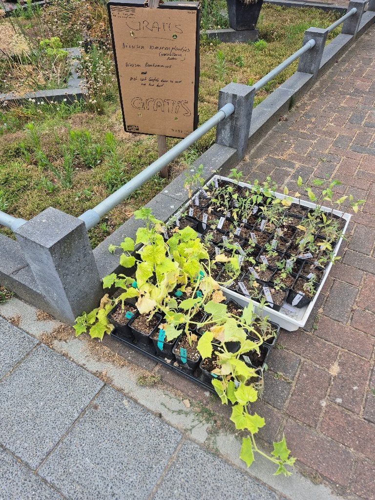 Tomaten en komkommer plantjes, Tuin en Terras, Ophalen, Eenjarig, Groenteplanten, Volle zon