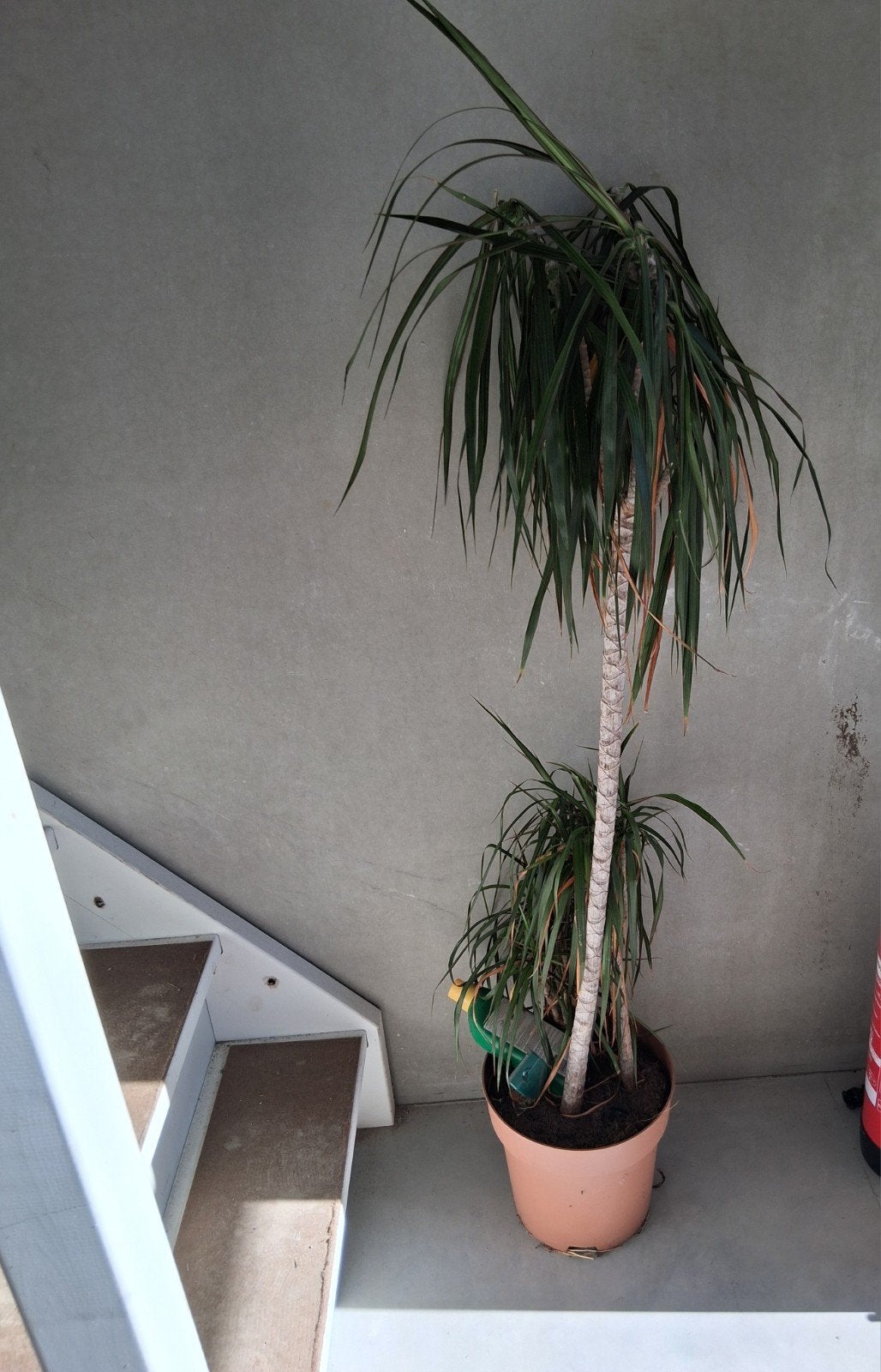 Grote Dracaena plant in pot, Huis en Inrichting, Ophalen, Overige soorten, Halfschaduw, In pot