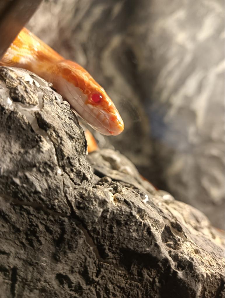 Rattenslang 1.0 Rat Snake - male for sale from Beunhaas