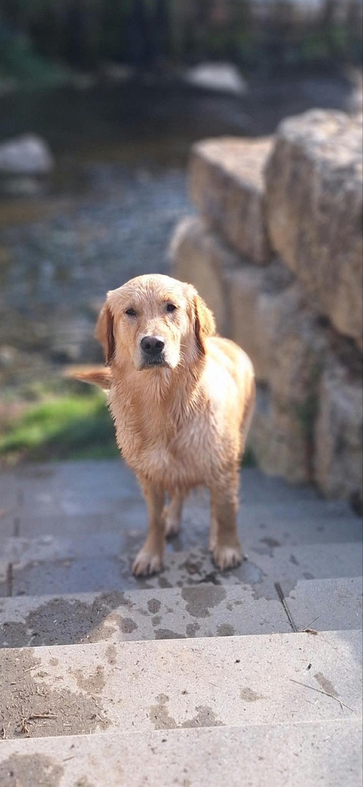 golden retriever pups kruising, Golden retriever, 8 tot 15 weken, Meerdere, Meerdere dieren