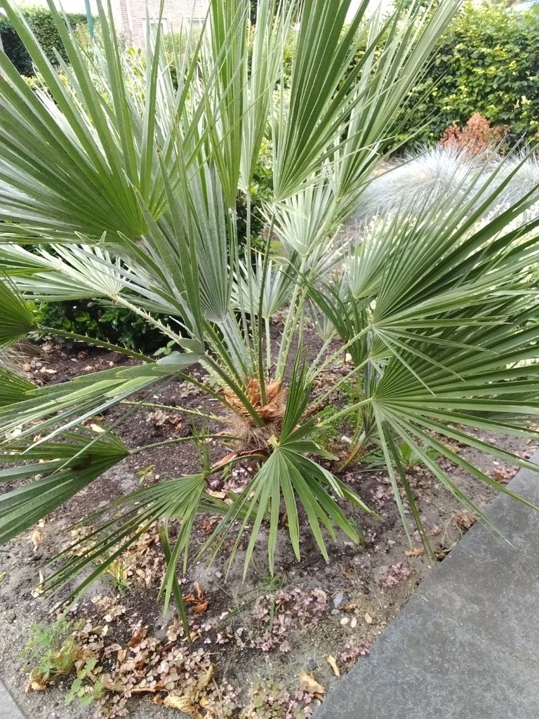 Gewone rietorchis palm plant, Volle zon, Vaste plant, Lente, Ophalen