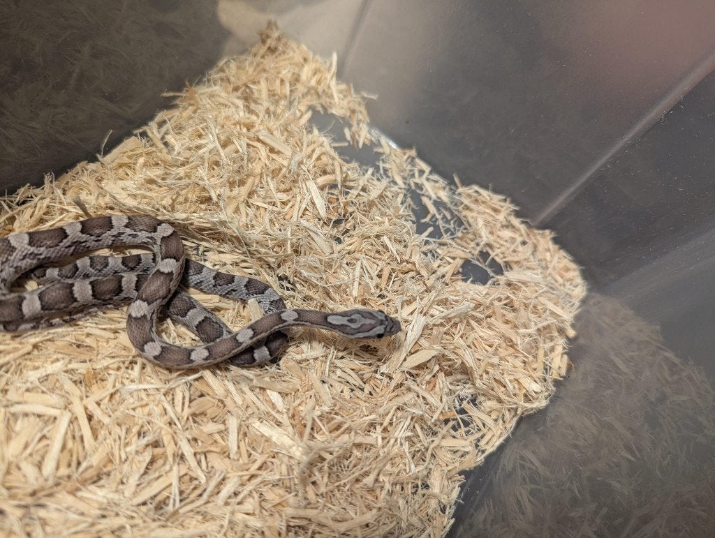 Baby rode rattenslang nakweek '25 Corn Snake photo 3