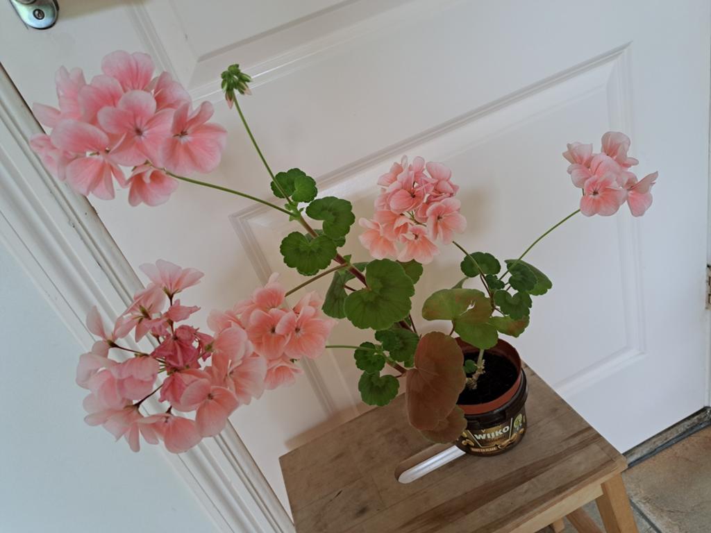 Lichtroze geranium, Ophalen, Overige soorten, Volle zon