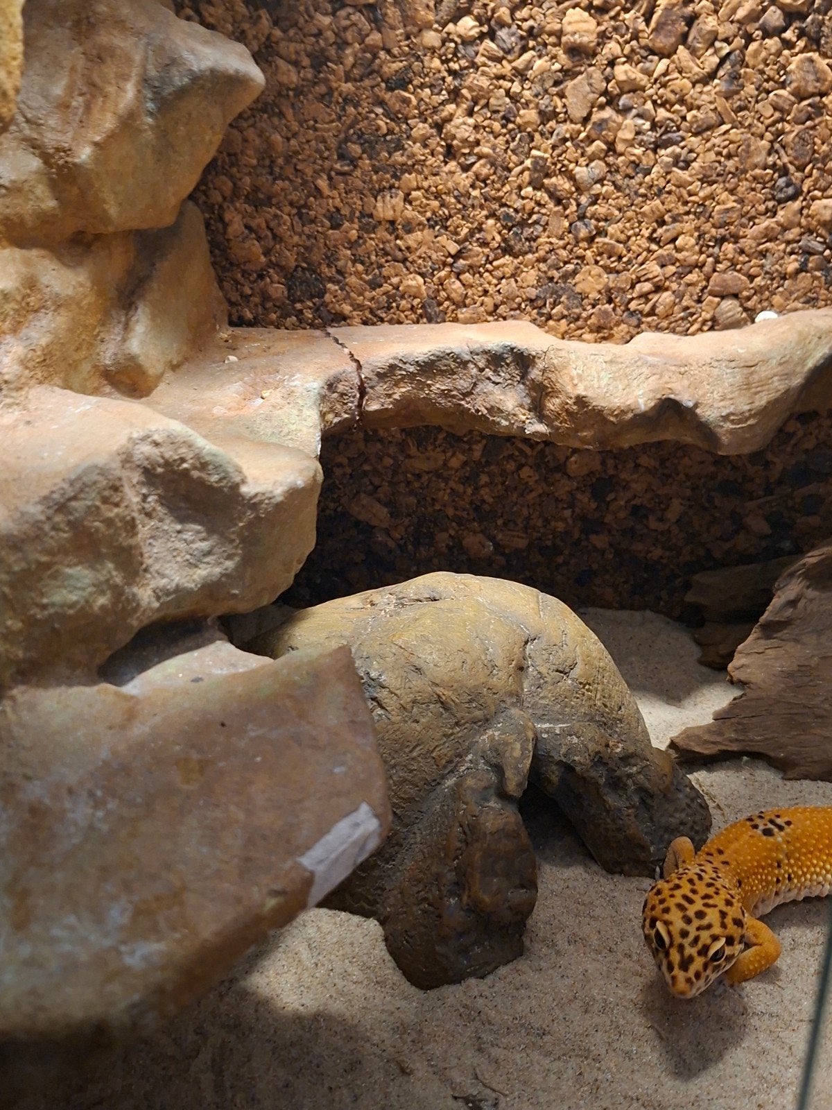 Luipaardgekko met Terrarium Leopard Gecko photo 6