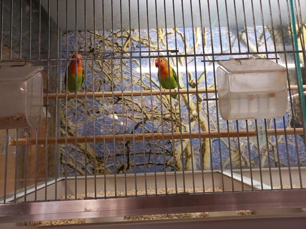 Agapornis Fischeri, dwergpapegaai, Meerdere dieren, Dwergpapegaai of Agapornis