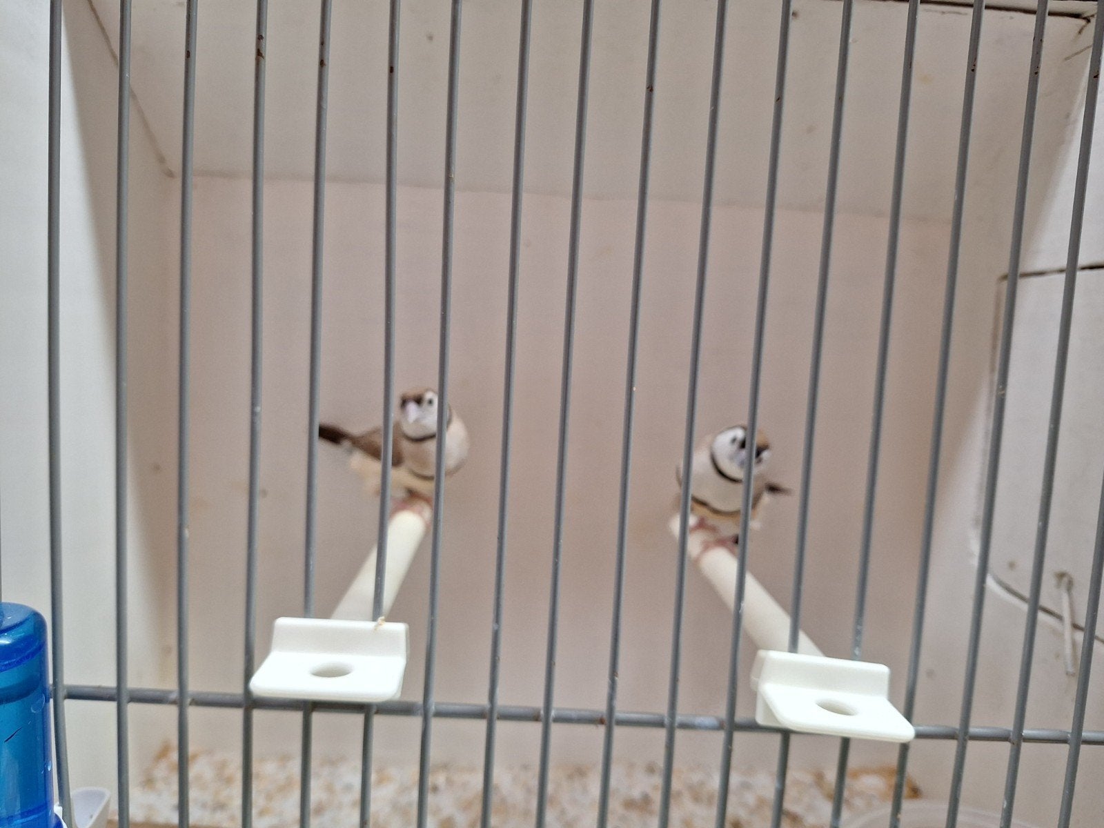 Bichenows astrildes, Dieren en Toebehoren, Vogels | Overige Vogels, Meerdere dieren, Geringd