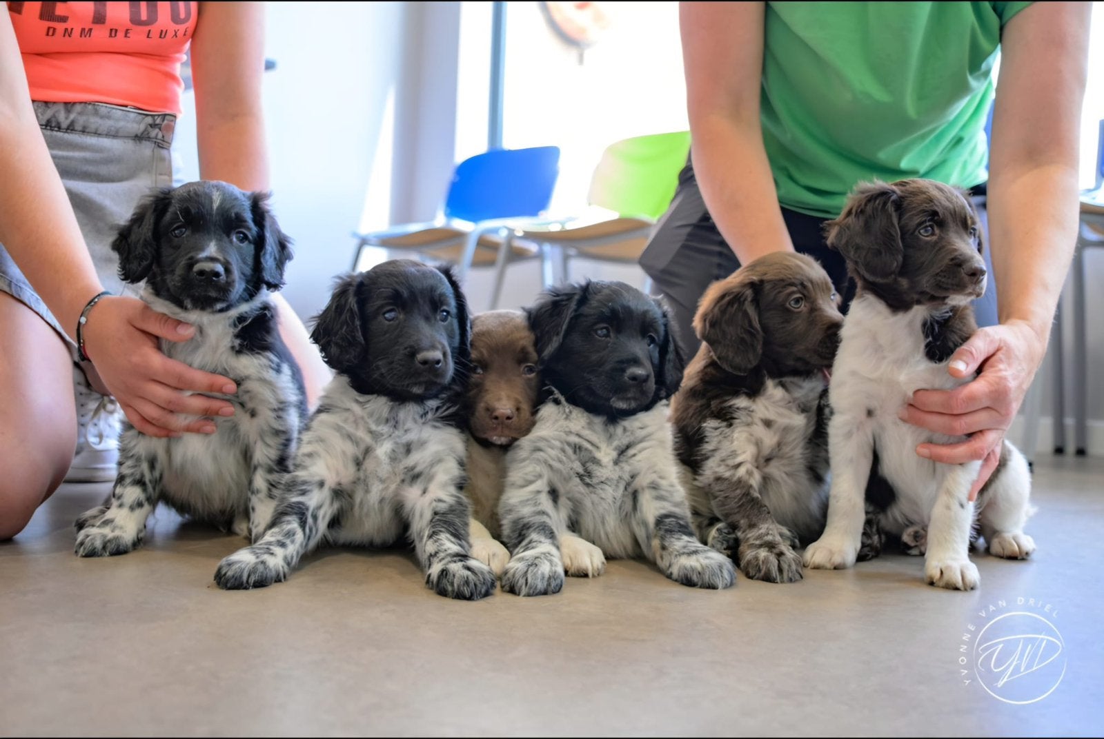 Prachtige en lieve friese stabij pups, Overige rassen, 8 tot 15 weken, Meerdere, Meerdere dieren