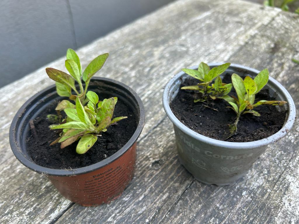 Bijenkorfje / brunel, uit eigen tuin/biologisch 🌱, Vaste plant, Halfschaduw, Zomer, Ophalen