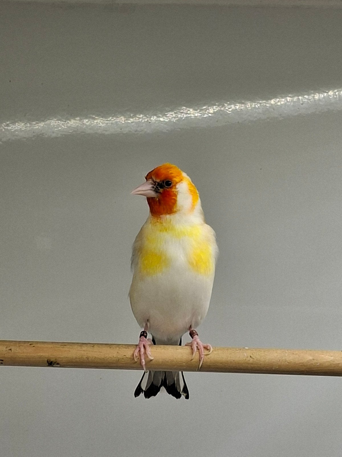 Witkop majoor putter man tekoop, Dieren en Toebehoren, Vogels | Overige Vogels, Mannelijk, Wildzangvogel