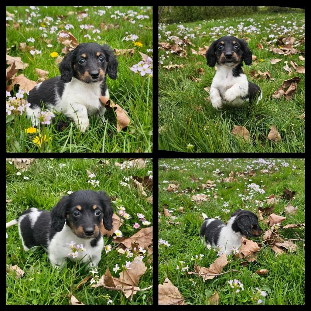 Prachtige langharige dwerg teckel pups, Dieren en Toebehoren, Honden | Teckels en Dashonden, Parvo, 8 tot 15 weken, Dwerg, Langhaar