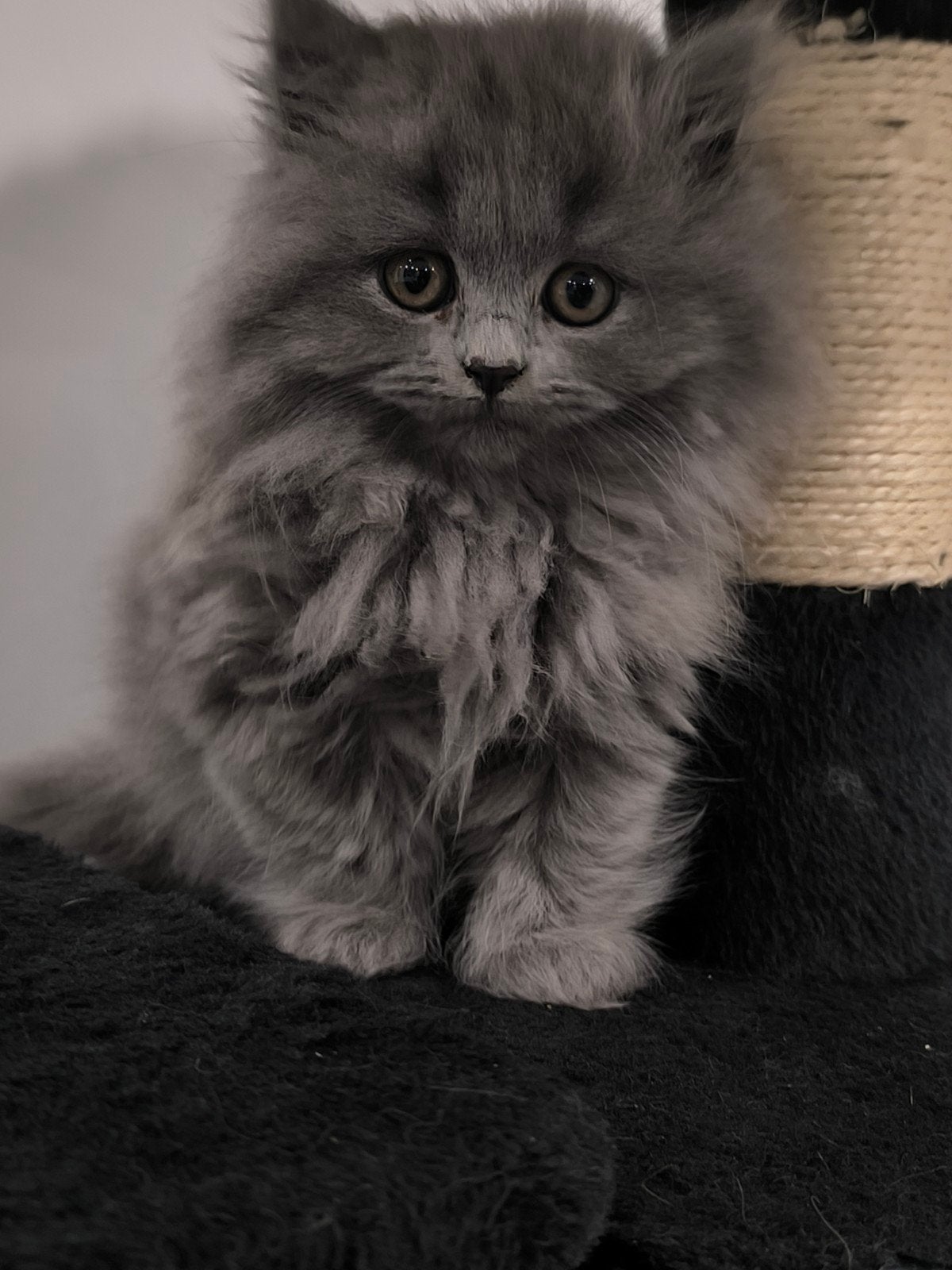 Brits Langhaar Kater, Dieren en Toebehoren, Meerdere dieren, Met stamboom