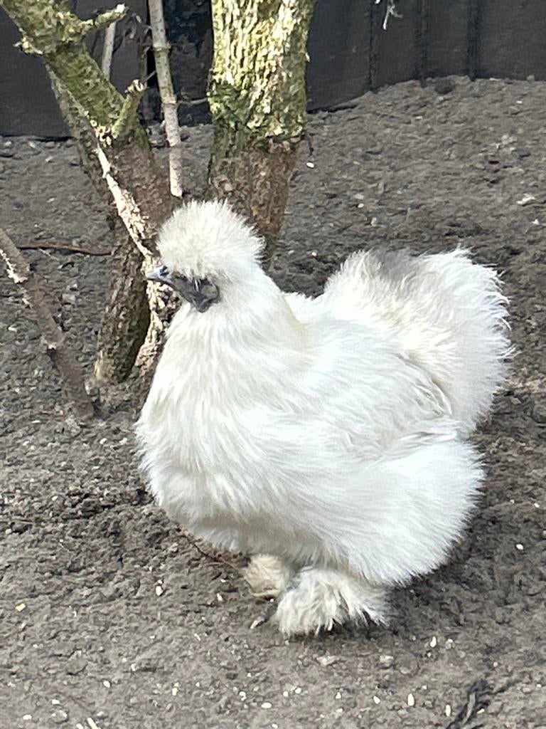 2 zijdehoenders en een wiandotter, Dieren en Toebehoren, Meerdere dieren, Kip