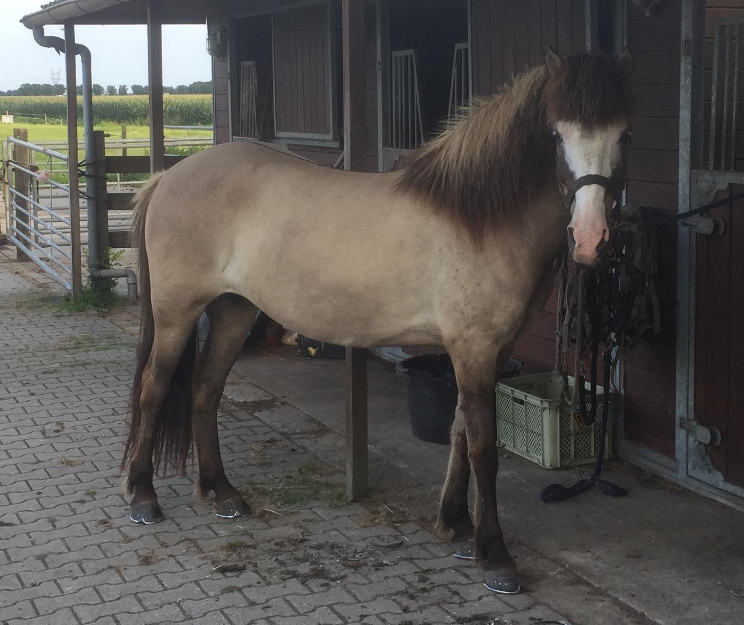 Mooie ijslander merrie te koop, Dieren en Toebehoren, Pony's, Merrie