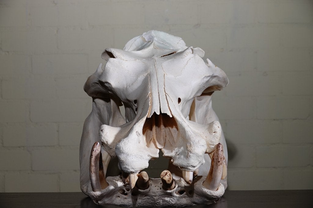 nijlpaard schedels taxidermy skull cites, Verzamelen, Ophalen, Zo goed als nieuw, Hert, Gewei of Kop