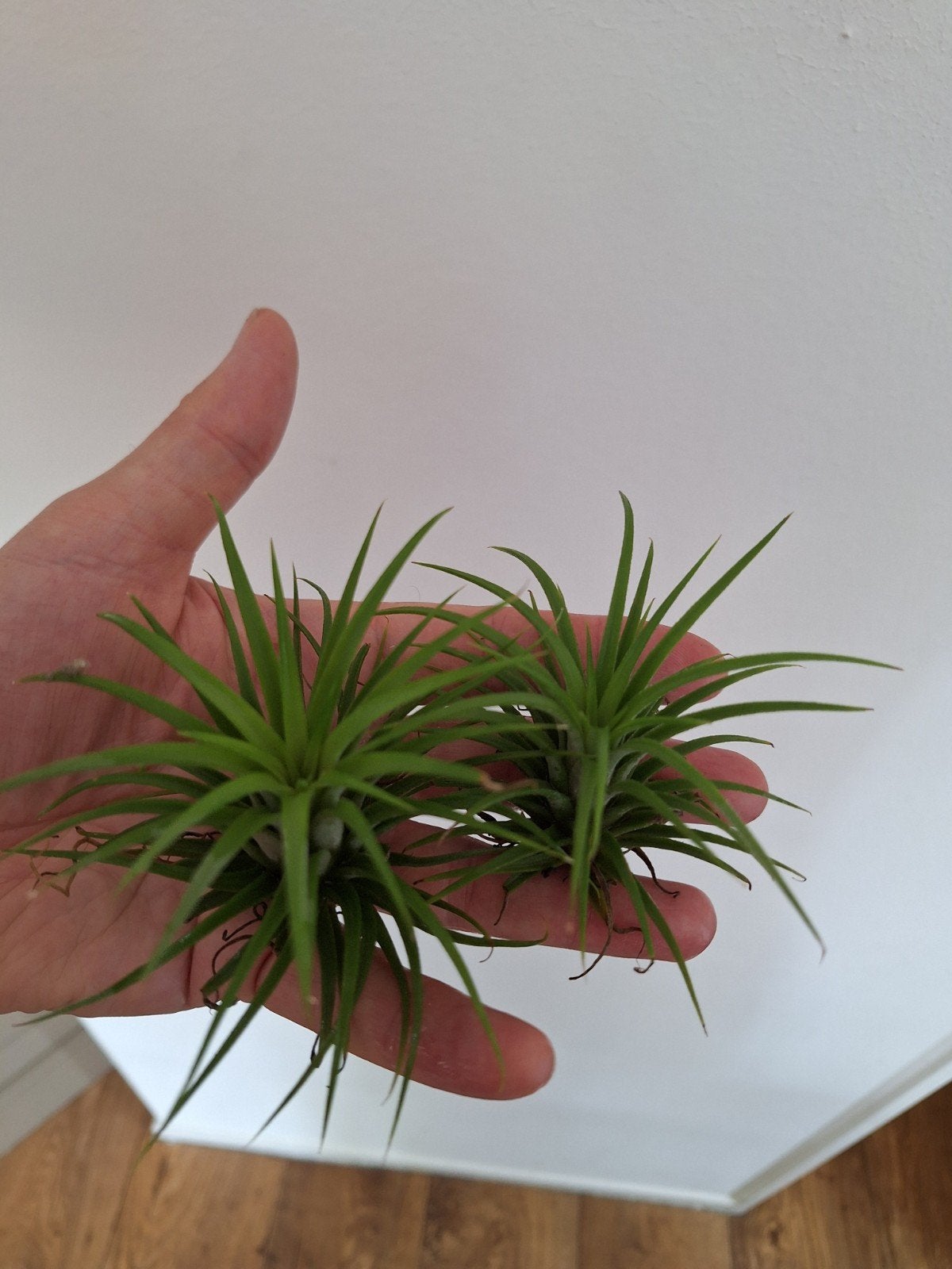 Tillandsia ionantha L, Ophalen of Verzenden, Halfschaduw, Minder dan 100 cm