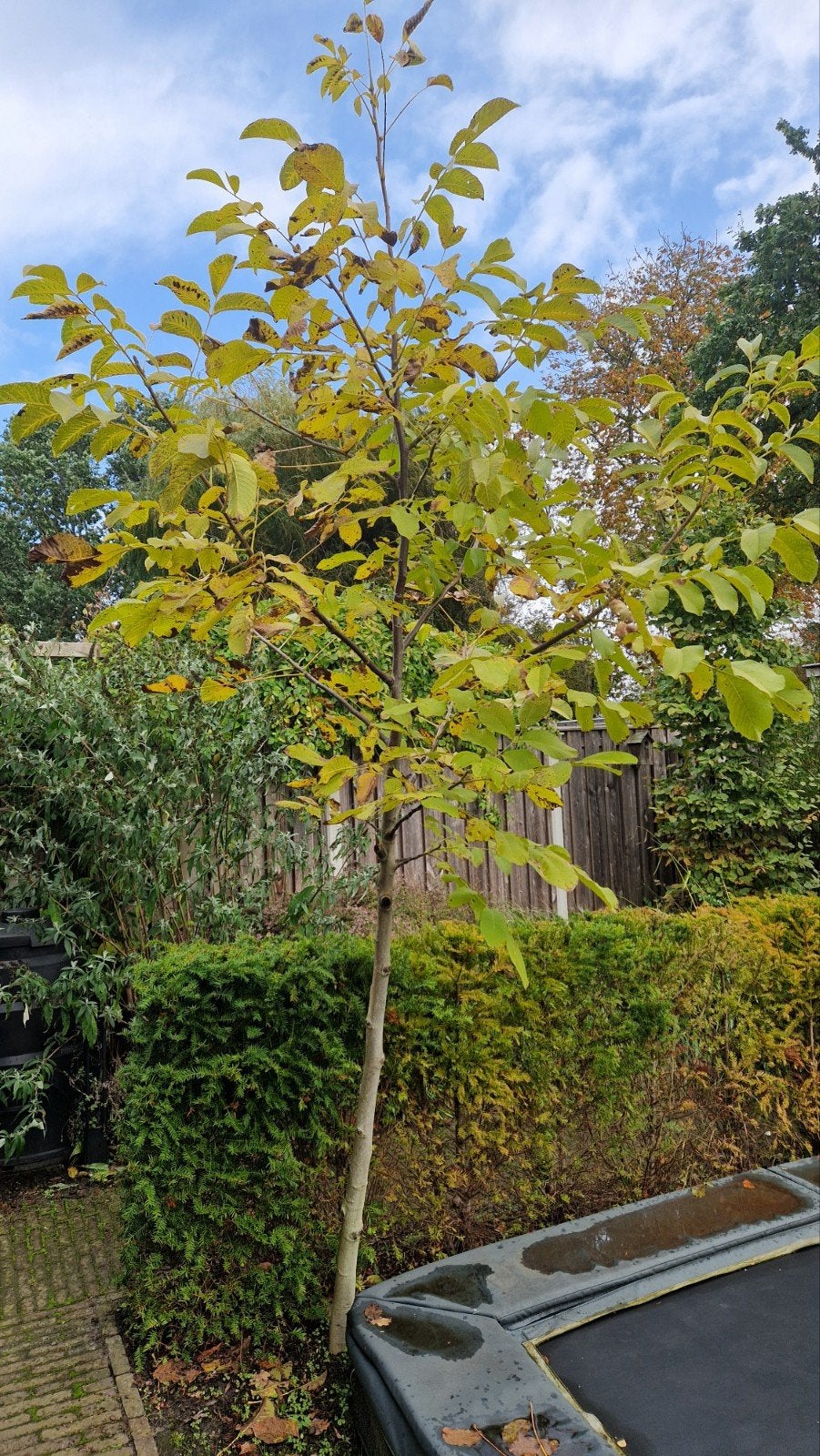Walnotenboom, Tuin en Terras, Bloeit niet, Overige soorten, 250 tot 400 cm, Ophalen