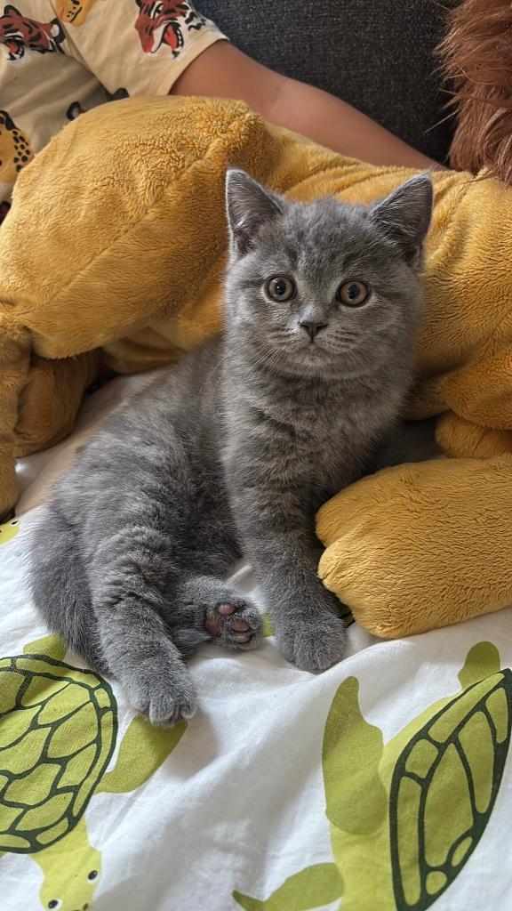 2 Britse korthaar katertjes, Kater, Ontwormd, 0 tot 2 jaar
