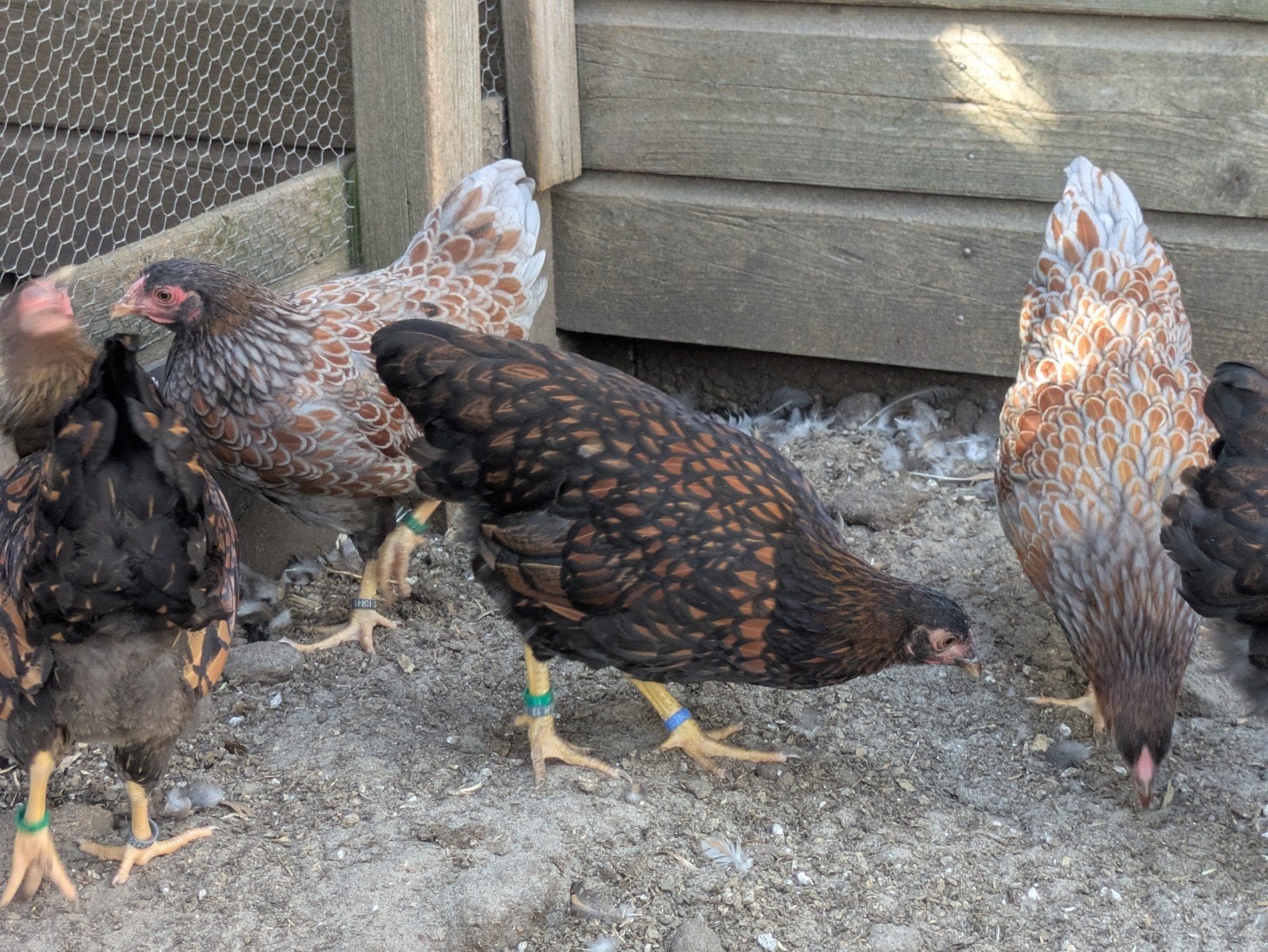 Wyandotte krielen, Dieren en Toebehoren, Pluimvee, Meerdere dieren, Kip