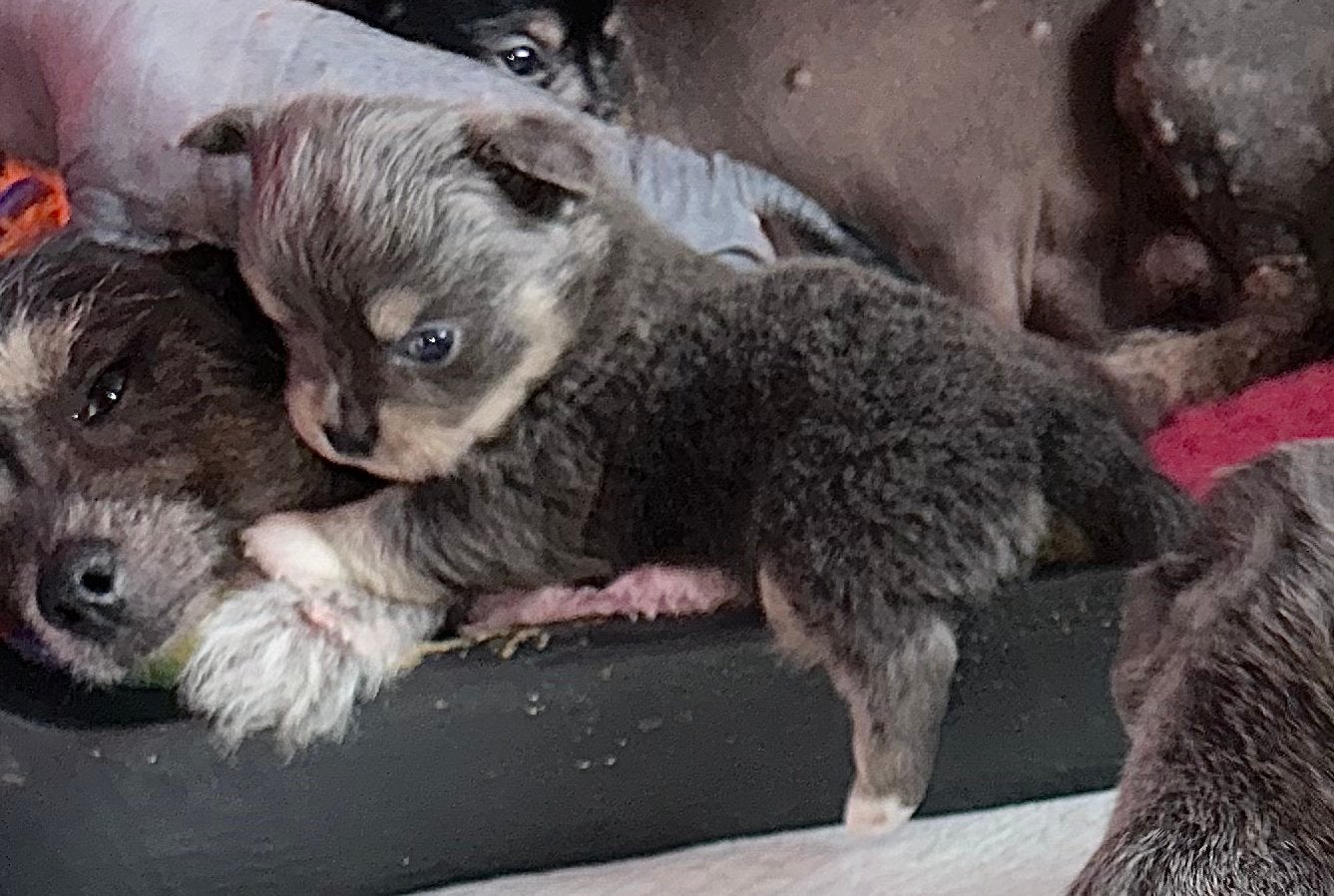 Prachtige Chinese naakthond x Chihuahua pupjes, Parvo, 8 tot 15 weken, Meerdere, Meerdere dieren