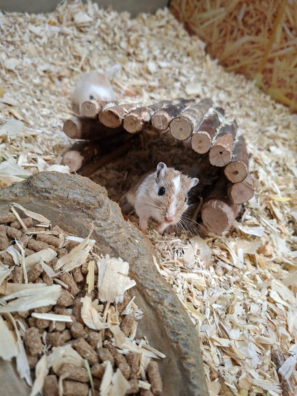 Heel lief en nieuwsgierig koppeltje gerbil mannen, Maart, Mannelijk, Overige typen