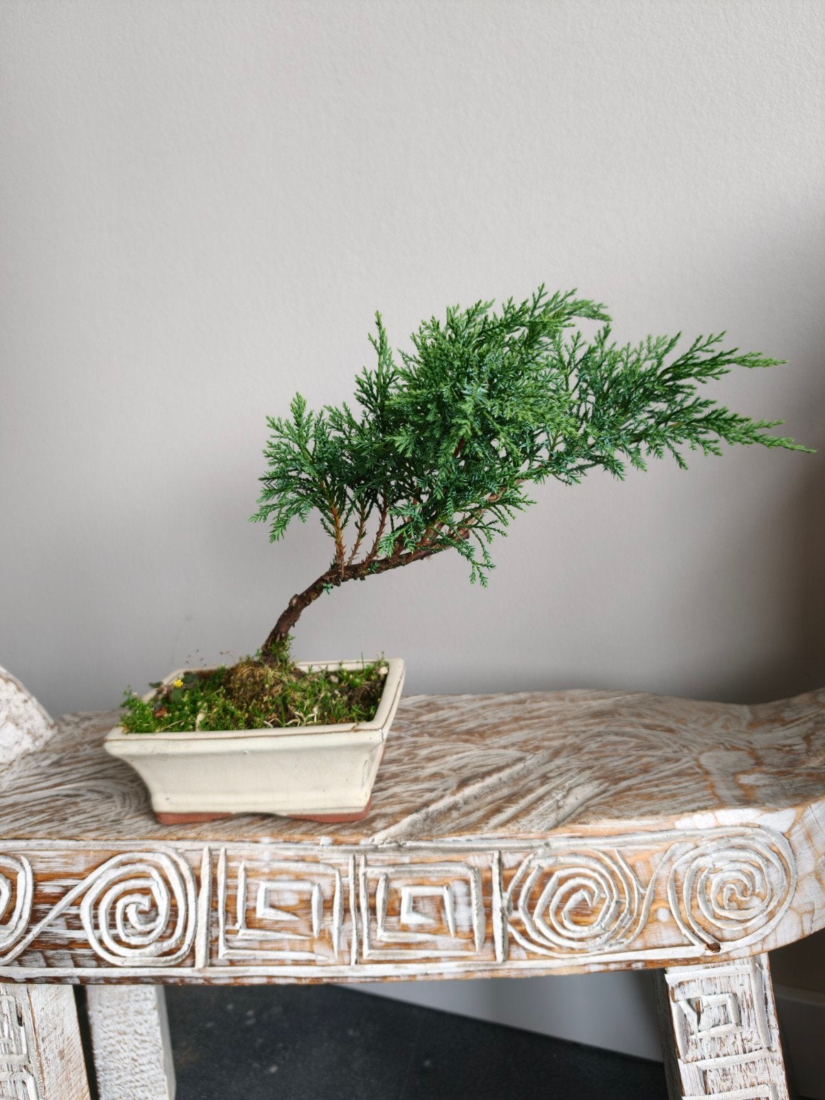 Juniperus pre bonsai, Tuin en Terras, Ophalen of Verzenden