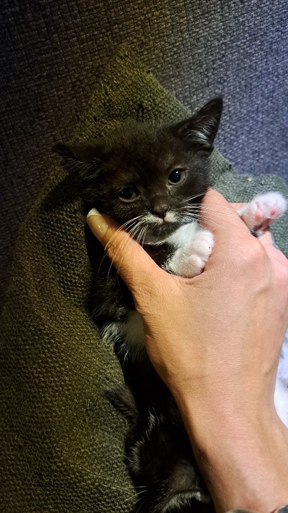Kitten 8 weken, Poes, 0 tot 2 jaar