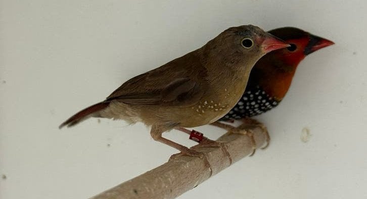 Vuurvink - Lagonosticta senegala, Dieren en Toebehoren, Meerdere dieren, Tropenvogel, Geringd