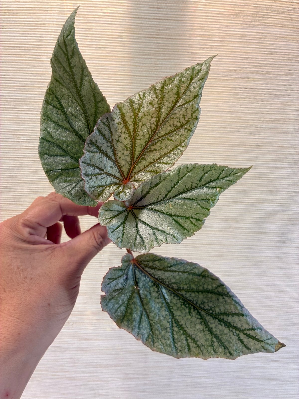 Begonia 'Don Miller' | gewortelde kopstek, Ophalen of Verzenden, Halfschaduw, Minder dan 100 cm