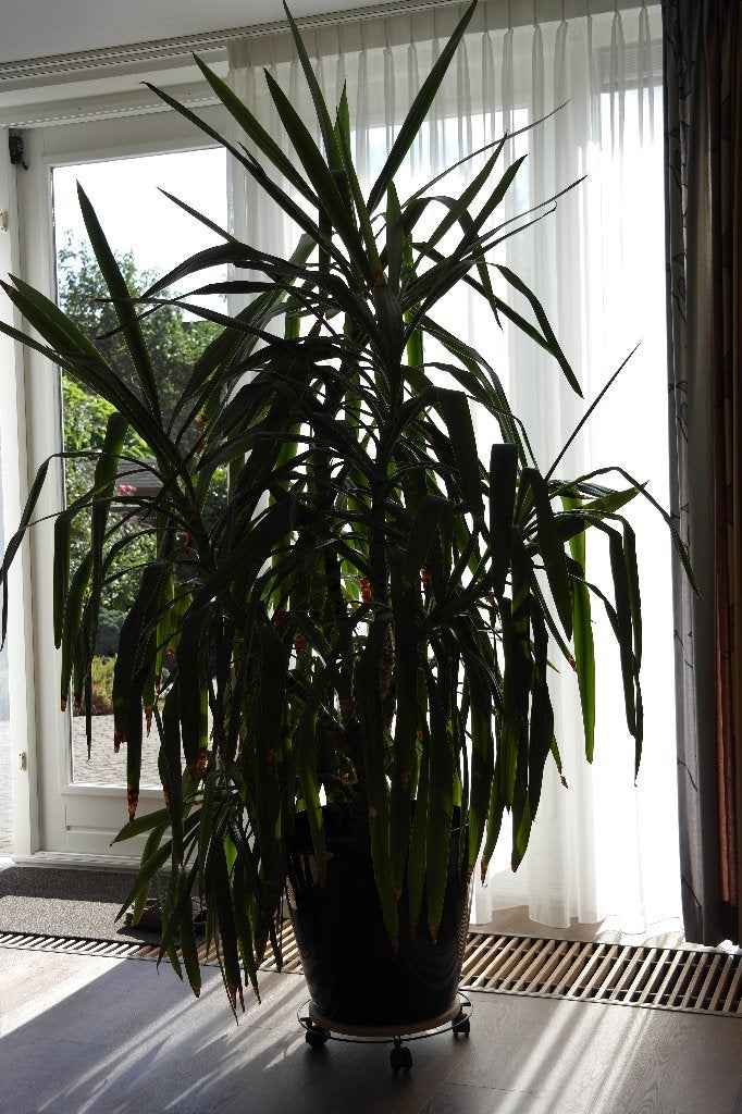 plant, Huis en Inrichting, Kamerplanten, 200 cm of meer, In pot, Yucca, Halfschaduw