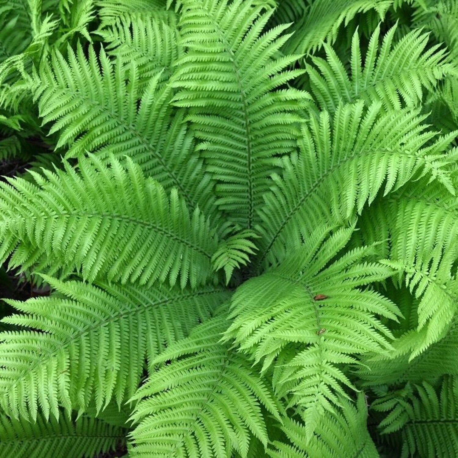 Bekervaren / Struisvaren - Prachtige Varens voor uw Tuin, Tuin en Terras, Planten | Tuinplanten, Vaste plant, Varens, Ophalen of Verzenden