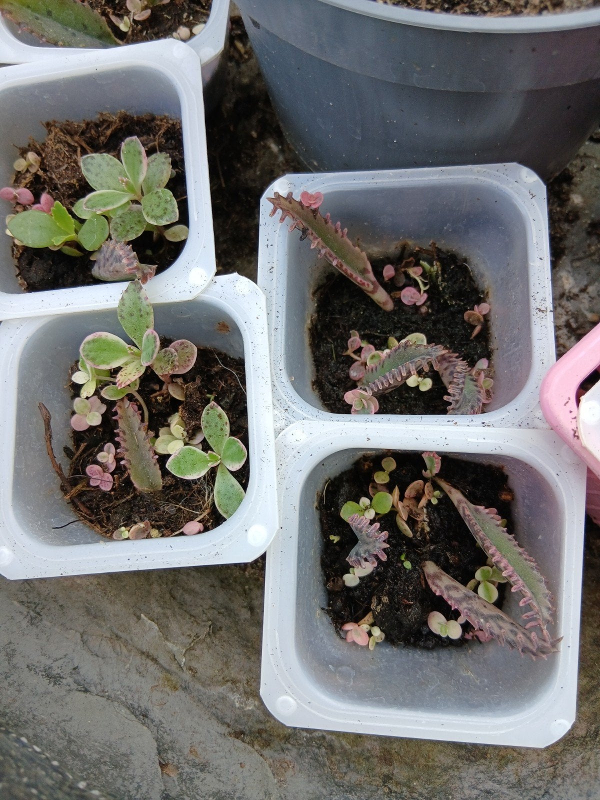 Kalanchoe Pink Butterfly plantjes, Volle zon, Vaste plant, Bloeit niet, Ophalen