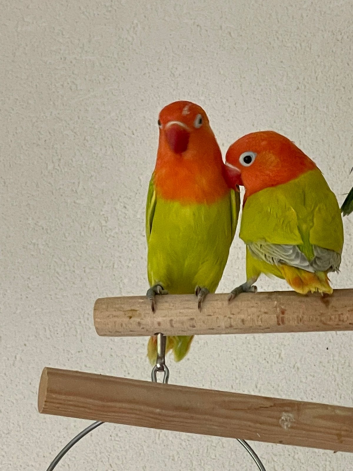Agapornis Dwergpapegaai Lovebird Handtam, Meerdere dieren, Dwergpapegaai of Agapornis, Tam