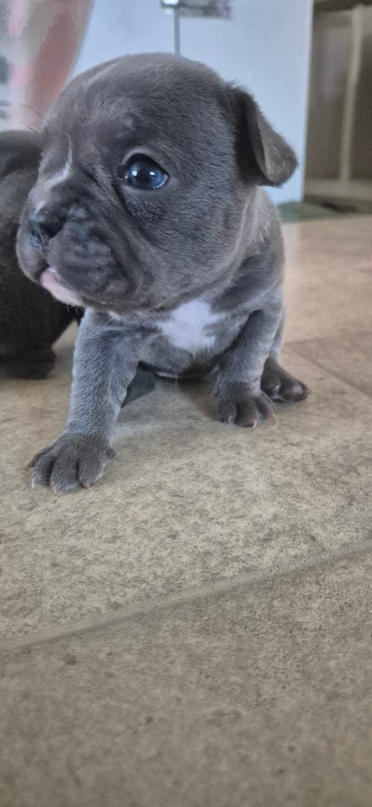 2 mooie grijze franse buldog pups, 8 tot 15 weken, Parvo, Bulldog, Meerdere