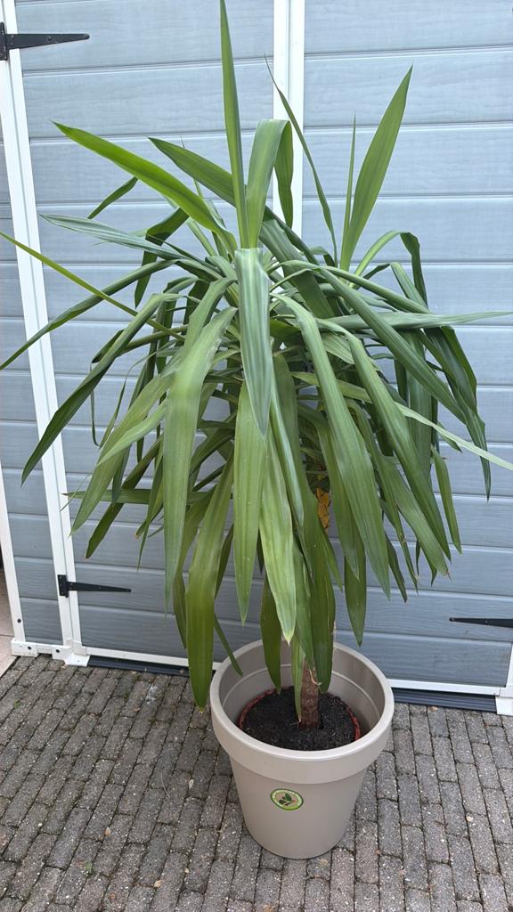 Kamerplant, Tuin en Terras, Planten | Bomen, Ophalen, Bloeit niet, Halfschaduw, Overige soorten