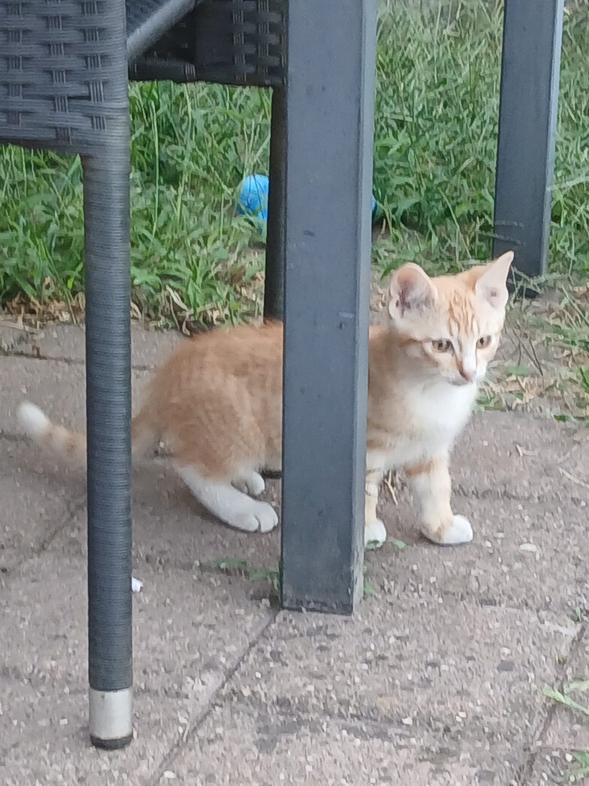 Laatste kitten zoekt huisje, Dieren en Toebehoren, Katten en Kittens | Overige Katten, Kater, Kortharig, 0 tot 2 jaar