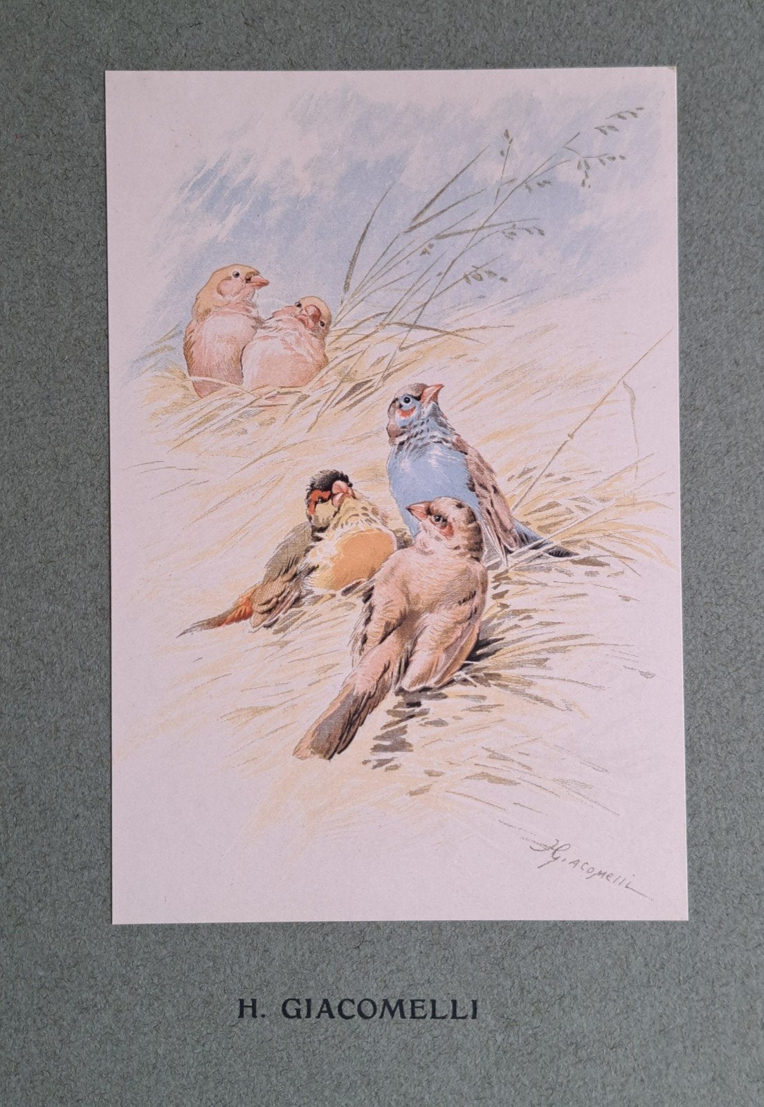 Litho 1900  van prachtvinken, Ophalen of Verzenden