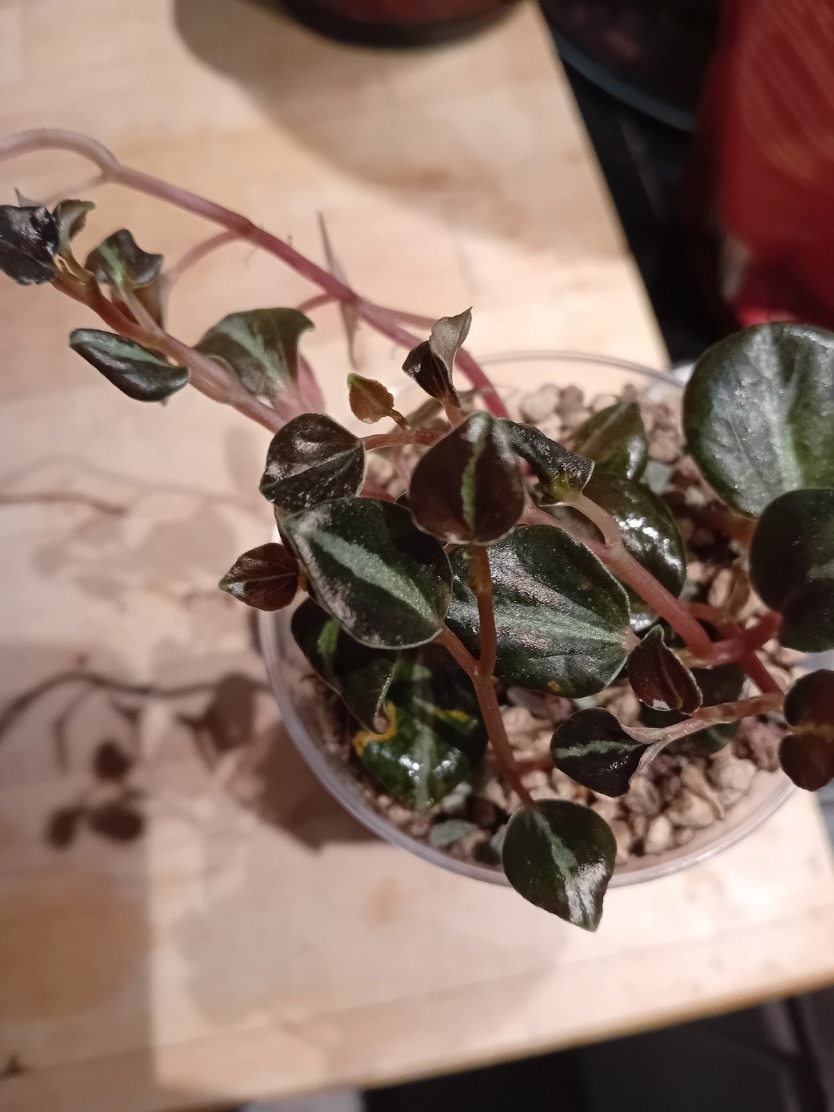 Peperomia Metallica var.. Colombiana stekje!!, Ophalen of Verzenden, Volle zon, Minder dan 100 cm