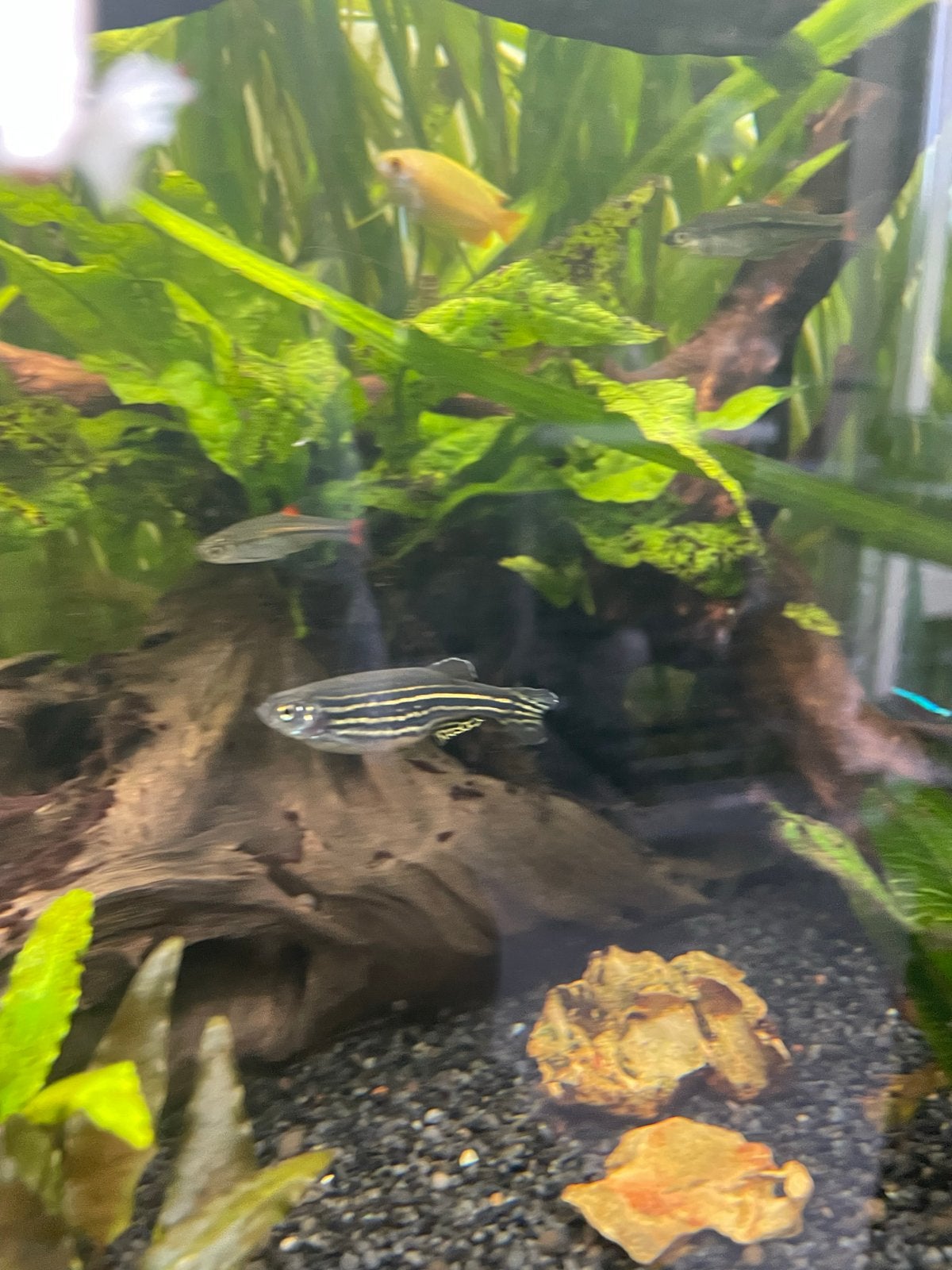 Zebra danio’s 2 stuks, Vis, Zoetwatervis, Schoolvis
