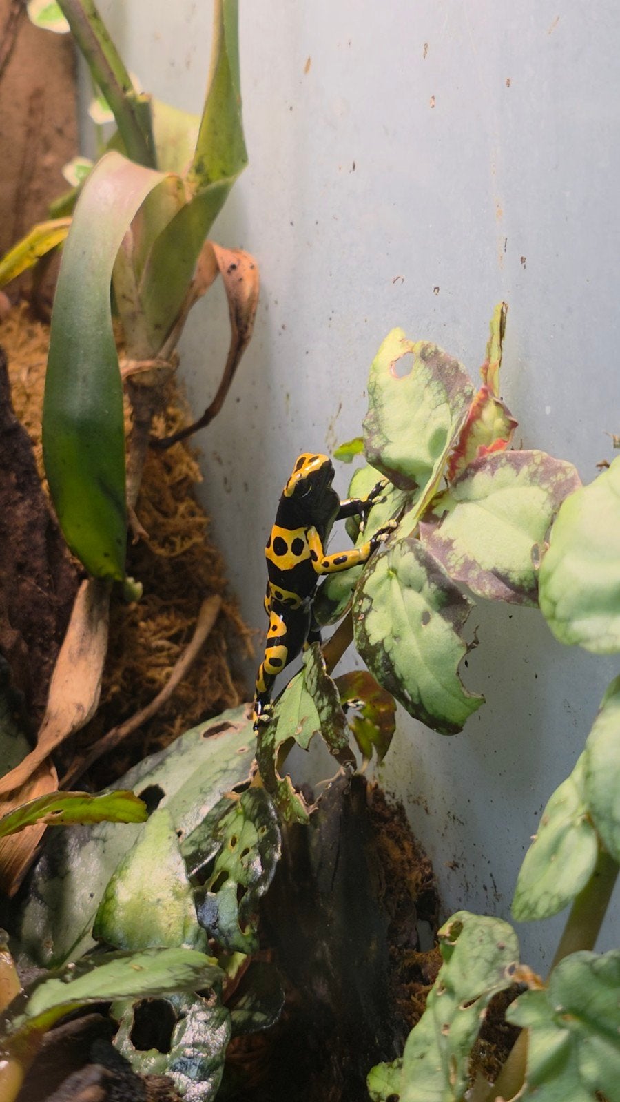 3 dendrobates leucomelas (Bijen gifkikkers), Dieren en Toebehoren, Amfibie, 11 jaar of ouder