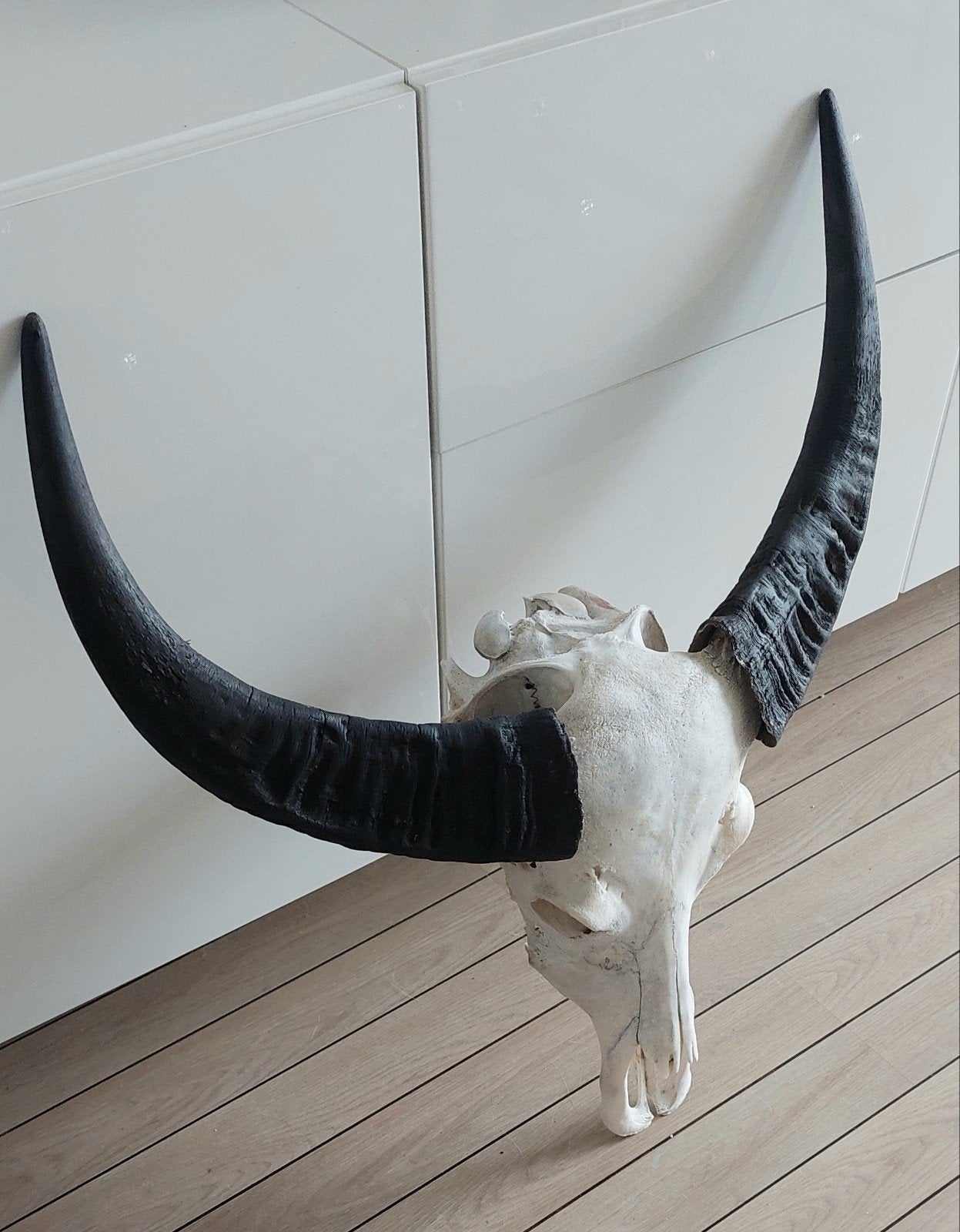 Grote Buffelschedel met Hoorns - Decoratief Object, Ophalen of Verzenden
