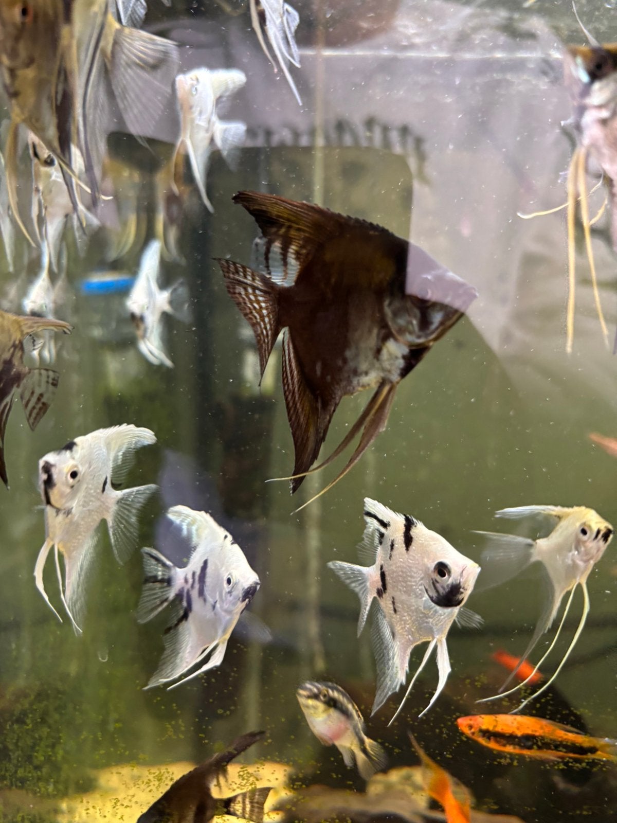 P.scalare White Platinum Panda  maanvis, Vis, Zoetwatervis, Schoolvis