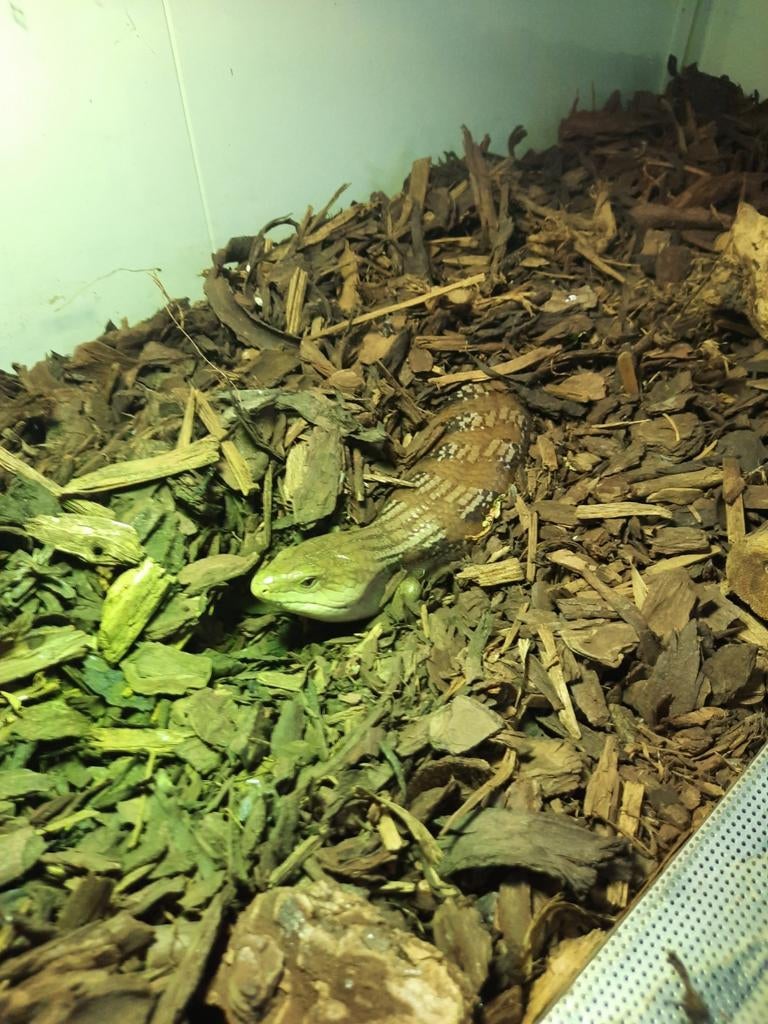 Noord australische blauwtong skink Blue Tongue Skink - male for sale from Boaz Guichelaar