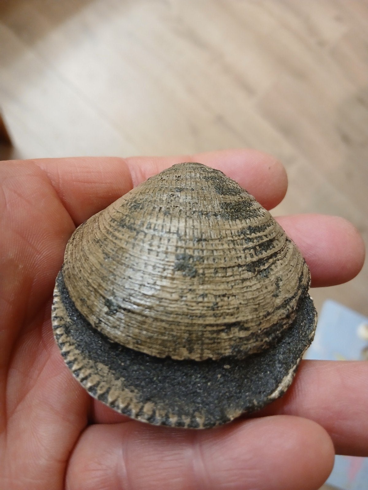 Prachtige fossiele schelp - Uniek verzamelobject, Ophalen of Verzenden, Fossiel