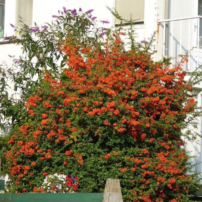 Pyracantha oranje bes, Ophalen, Volle zon, Vaste plant, Klimplanten