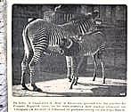 Artis 1918; grevy- of somali-zebra's, Verzenden, Voor 1940, Gebruikt, Dier