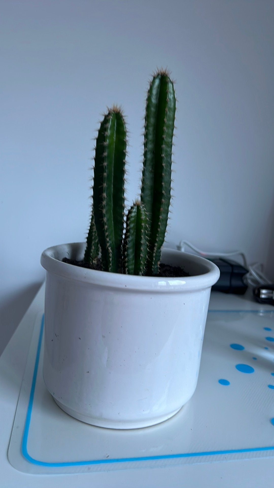 Cactus plant met pot €8, Huis en Inrichting, Ophalen of Verzenden, Cactus, Volle zon, Minder dan 100 cm