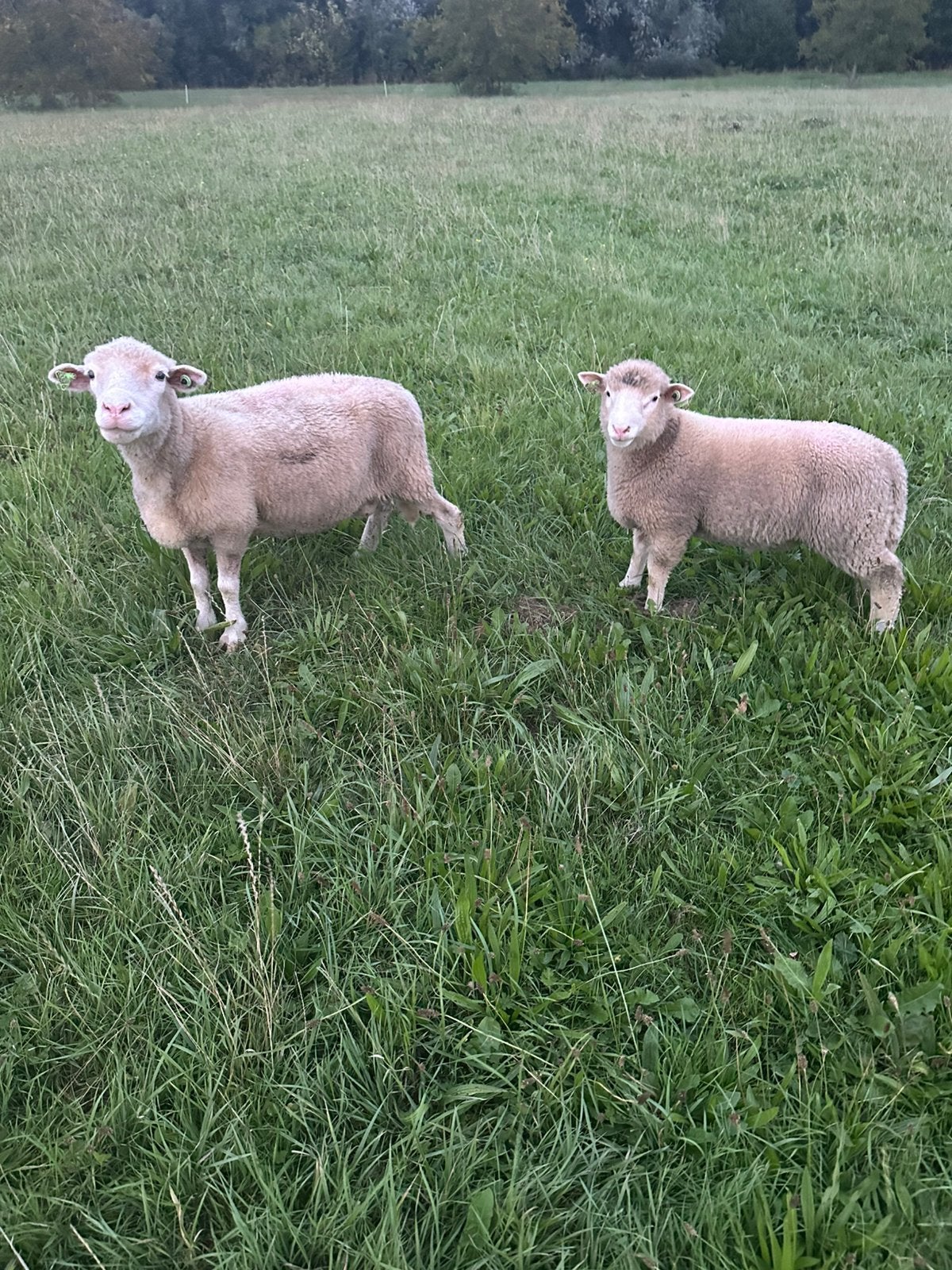 Poll dosert schapen, Vrouwelijk, Schaap