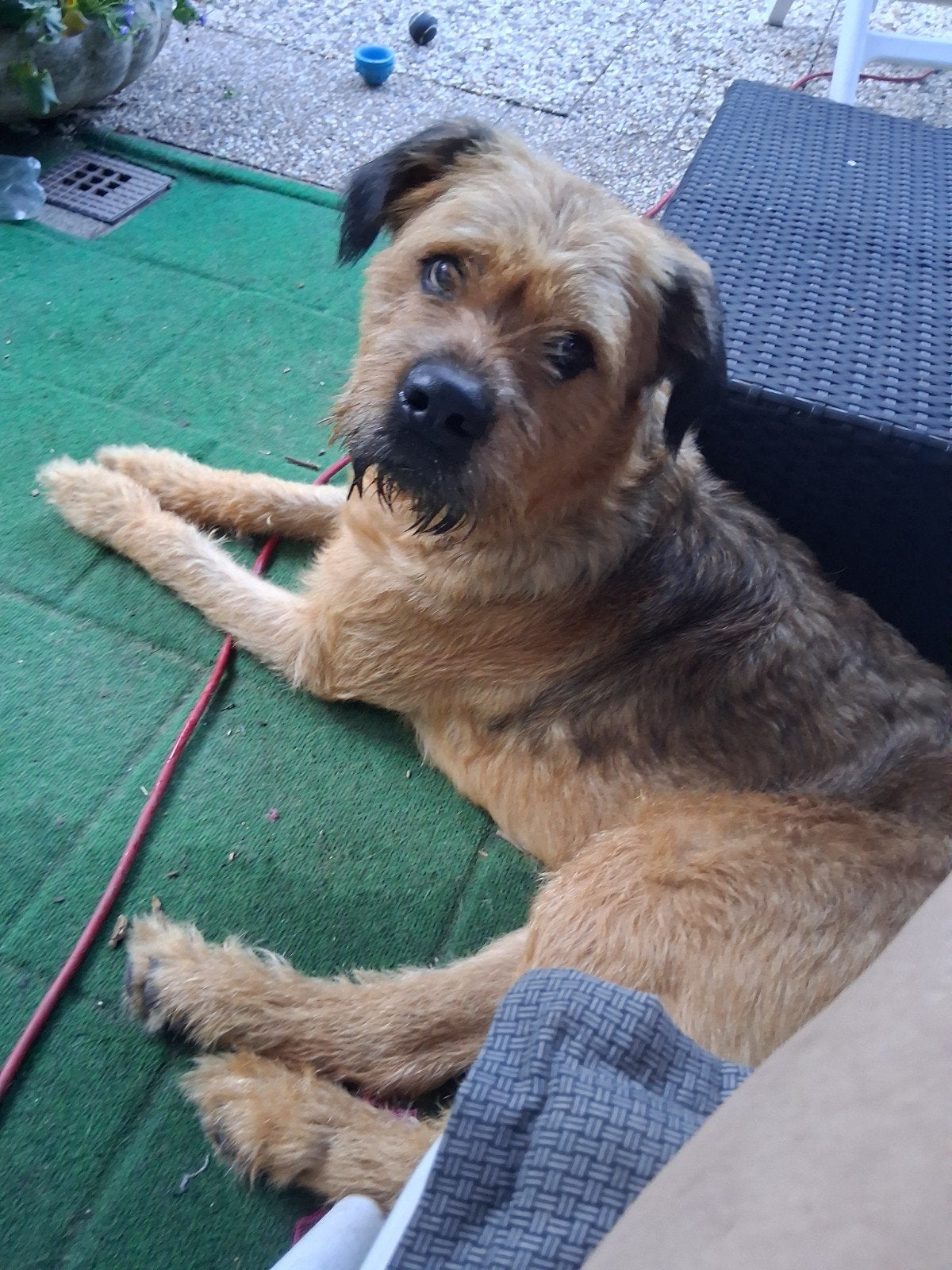 Boan een lieve enthousiaste knuffel, CDV (hondenziekte), 1 tot 2 jaar, Teef, Groot