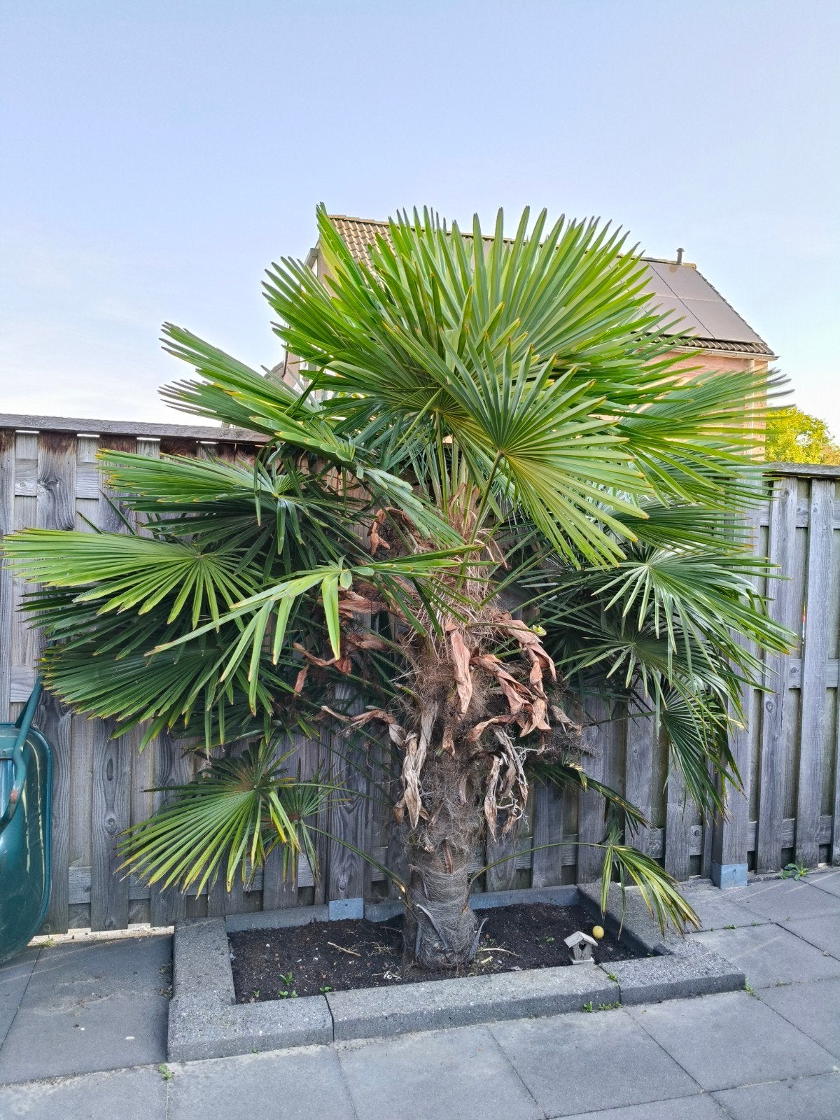 Palmboom, Ophalen, Gehele jaar, Volle zon