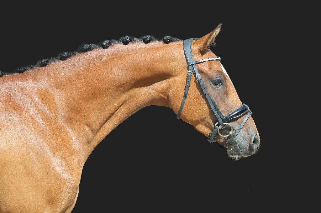 Bloedmooie pony te koop, Dieren en Toebehoren, Met stamboom, Ruin, Niet van toepassing, 3 tot 6 jaar